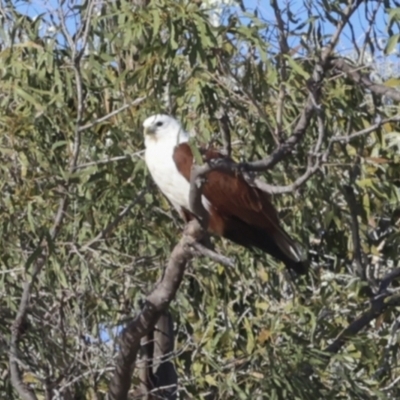 Haliastur indus (Brahminy Kite) at Eurimbula, QLD - 4 Aug 2023 by AlisonMilton