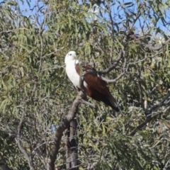 Haliastur indus at Eurimbula, QLD - 5 Aug 2023