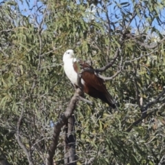 Haliastur indus at Eurimbula, QLD - 5 Aug 2023 08:40 AM