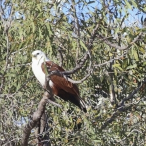 Haliastur indus at Eurimbula, QLD - 5 Aug 2023