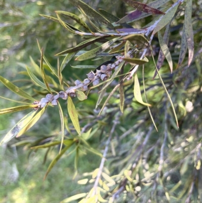 Callistemon sieberi (River Bottlebrush) at Ulandra Nature Reserve - 6 Sep 2023 by JaneR