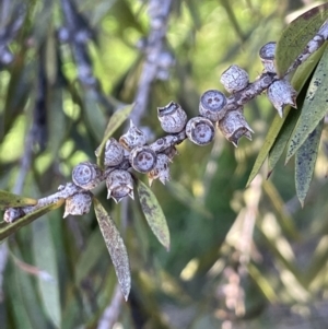 Callistemon sieberi at Bethungra, NSW - 6 Sep 2023