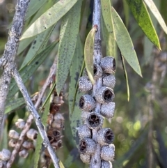 Callistemon sieberi at Bethungra, NSW - 6 Sep 2023