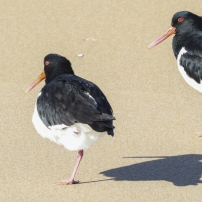 Haematopus longirostris (Australian Pied Oystercatcher) at Eurimbula, QLD - 4 Aug 2023 by AlisonMilton