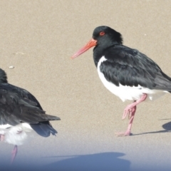 Haematopus longirostris at Eurimbula, QLD - suppressed