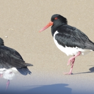 Haematopus longirostris at Eurimbula, QLD - 5 Aug 2023