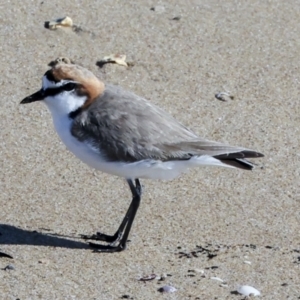 Anarhynchus ruficapillus at Eurimbula, QLD - 5 Aug 2023