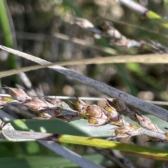 Lepidosperma laterale (Variable Sword Sedge) at Bethungra, NSW - 6 Sep 2023 by JaneR