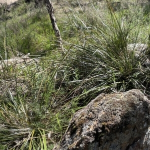 Lepidosperma laterale at Bethungra, NSW - 6 Sep 2023