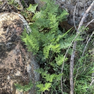Cheilanthes austrotenuifolia at Bethungra, NSW - 6 Sep 2023