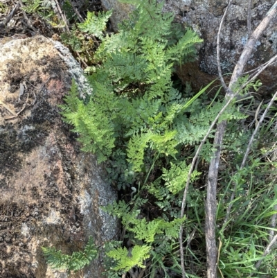 Cheilanthes austrotenuifolia (Rock Fern) at Ulandra Nature Reserve - 6 Sep 2023 by JaneR