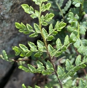 Cheilanthes austrotenuifolia at Bethungra, NSW - 6 Sep 2023