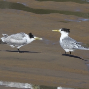 Thalasseus bergii at Eurimbula, QLD - 5 Aug 2023