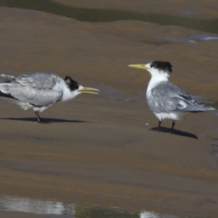 Thalasseus bergii at Eurimbula, QLD - 5 Aug 2023