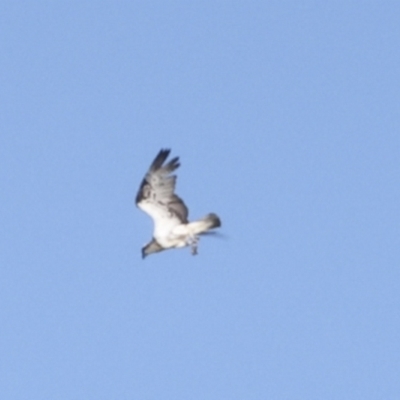 Pandion haliaetus (Osprey) at Seventeen Seventy, QLD - 5 Aug 2023 by AlisonMilton