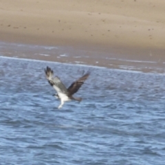 Pandion haliaetus at Seventeen Seventy, QLD - 5 Aug 2023