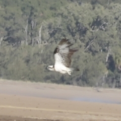 Pandion haliaetus at Seventeen Seventy, QLD - suppressed