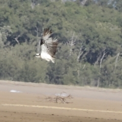 Pandion haliaetus at Seventeen Seventy, QLD - suppressed