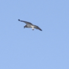 Pandion haliaetus at Seventeen Seventy, QLD - suppressed