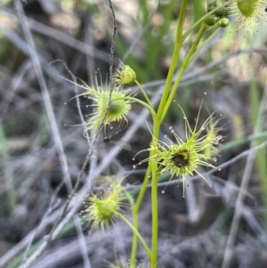 Drosera gunniana at Bethungra, NSW - 6 Sep 2023 01:26 PM