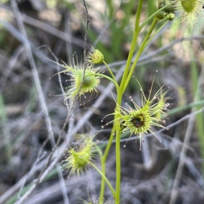 Drosera gunniana (Pale Sundew) at Ulandra Nature Reserve - 6 Sep 2023 by JaneR