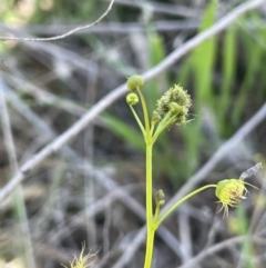 Drosera gunniana at Bethungra, NSW - 6 Sep 2023