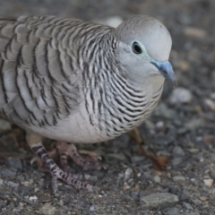 Geopelia placida (Peaceful Dove) at Seventeen Seventy, QLD - 5 Aug 2023 by AlisonMilton