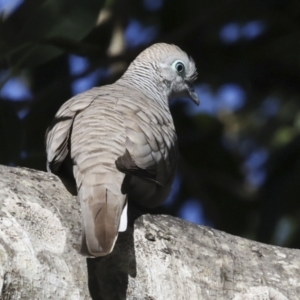 Geopelia placida at Seventeen Seventy, QLD - 5 Aug 2023