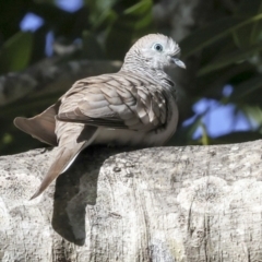 Geopelia placida at Seventeen Seventy, QLD - 5 Aug 2023