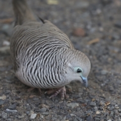 Geopelia placida at Seventeen Seventy, QLD - 5 Aug 2023