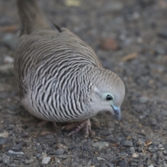 Geopelia placida at Seventeen Seventy, QLD - 5 Aug 2023 03:17 PM