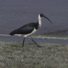 Threskiornis spinicollis (Straw-necked Ibis) at Agnes Water, QLD - 5 Aug 2023 by AlisonMilton