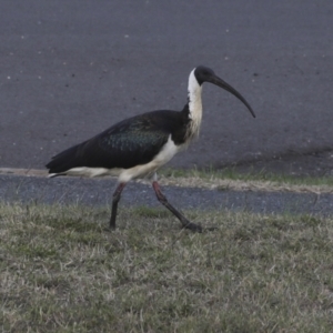 Threskiornis spinicollis at Agnes Water, QLD - 6 Aug 2023