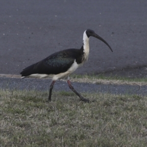 Threskiornis spinicollis at Agnes Water, QLD - 6 Aug 2023 07:53 AM