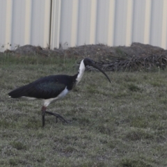 Threskiornis spinicollis at Agnes Water, QLD - 6 Aug 2023