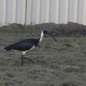 Threskiornis spinicollis at Agnes Water, QLD - 6 Aug 2023