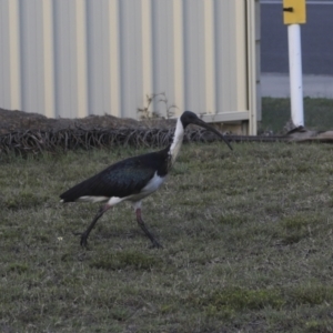 Threskiornis spinicollis at Agnes Water, QLD - 6 Aug 2023