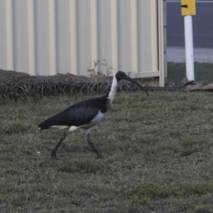 Threskiornis spinicollis at Agnes Water, QLD - 6 Aug 2023 07:53 AM