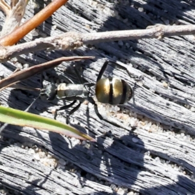 Unidentified Ant (Hymenoptera, Formicidae) at Eurimbula, QLD - 5 Aug 2023 by AlisonMilton
