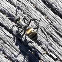 Polyrhachis sp. (ammon grouping) at Eurimbula, QLD - 5 Aug 2023 01:14 PM