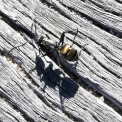 Polyrhachis sp. (ammon grouping) at Eurimbula, QLD - 5 Aug 2023 01:14 PM