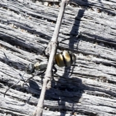 Polyrhachis sp. (ammon grouping) at Eurimbula, QLD - 5 Aug 2023 01:14 PM