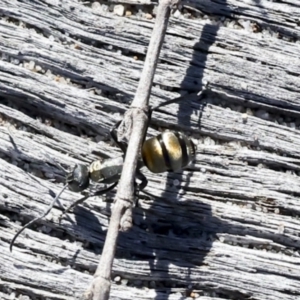 Polyrhachis sp. (ammon grouping) at Eurimbula, QLD - 5 Aug 2023 01:14 PM