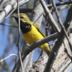 Cinnyris frenatus (Sahul Sunbird) at Eurimbula National Park - 4 Aug 2023 by AlisonMilton