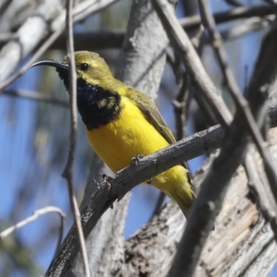 Cinnyris frenatus (Sahul Sunbird) at Eurimbula National Park - 5 Aug 2023 by AlisonMilton