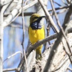 Cinnyris frenatus at Eurimbula, QLD - 5 Aug 2023 09:55 AM