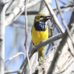 Cinnyris frenatus at Eurimbula, QLD - 5 Aug 2023