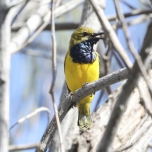 Cinnyris frenatus at Eurimbula, QLD - 5 Aug 2023