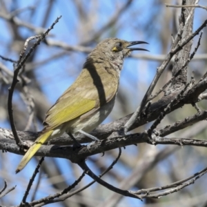 Lichmera indistincta at Agnes Water, QLD - 5 Aug 2023 04:10 PM