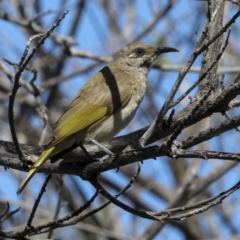 Lichmera indistincta at Agnes Water, QLD - 5 Aug 2023 04:10 PM